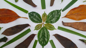 Museu em Família Oficina de mandala com elementos naturais